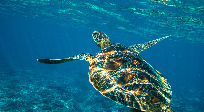 Черепаха плывет в лазурной воде